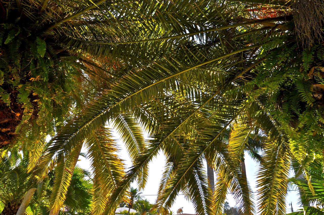 מלון סייסטה קי Twin Palms At Siesta מראה חיצוני תמונה
